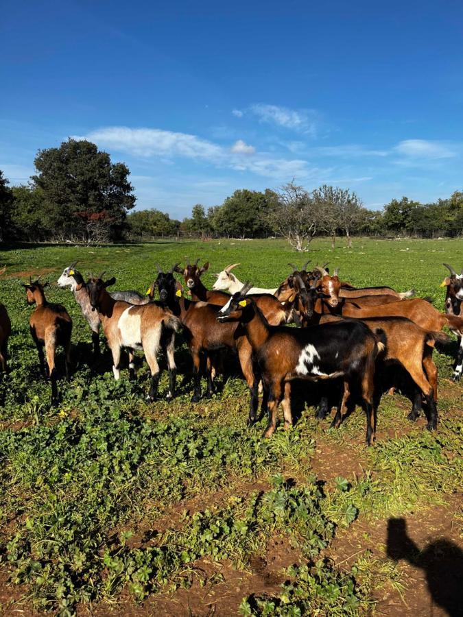 Gite La Truffiere Gras ภายนอก รูปภาพ